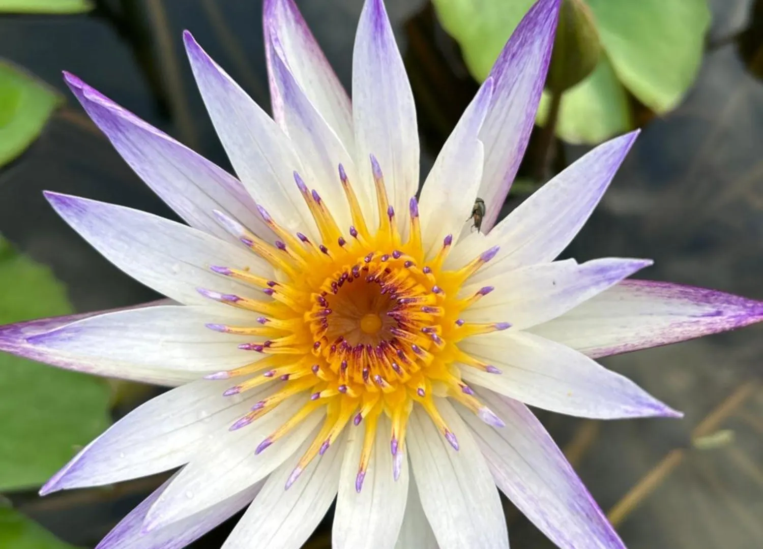 Homestay Sunflower 民泊 Tokyo